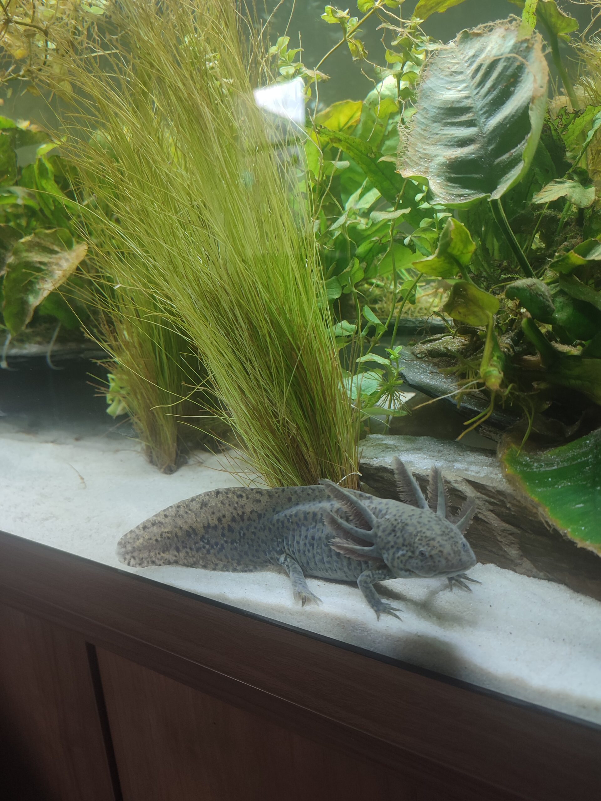Axolotl Weibchen von Dezember ’25