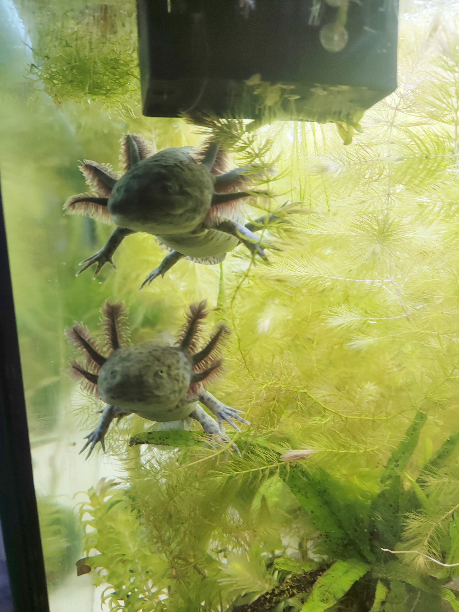 Axolotl Weibchen von Dezember ’25