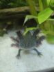 Axolotl Männchen