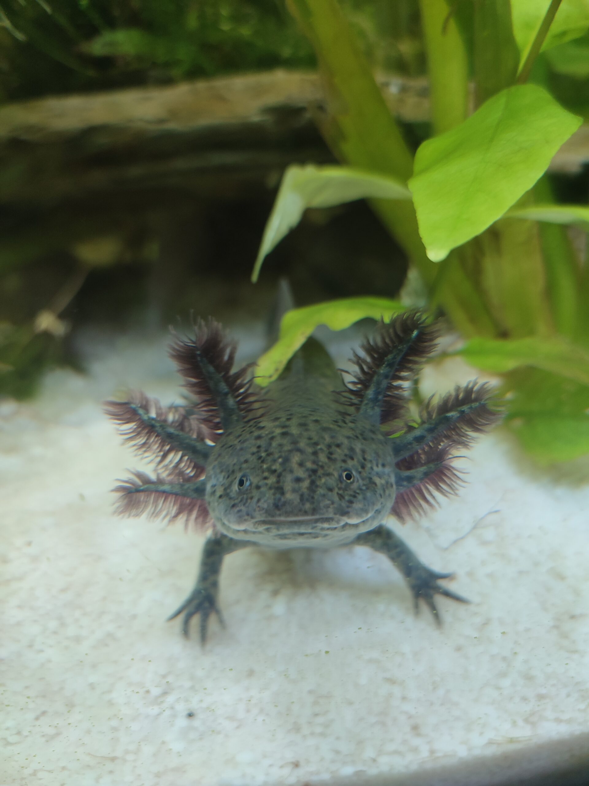 Axolotl Männchen