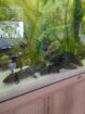 Axolotl Männchen