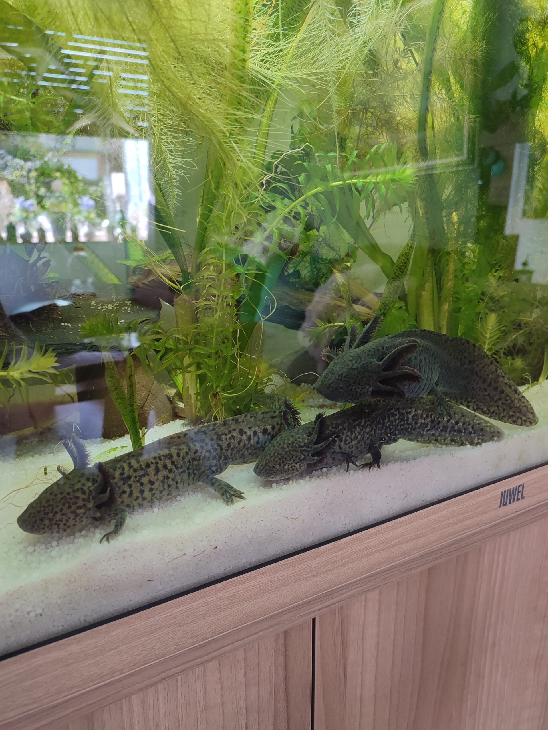 Axolotl Männchen