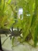 Axolotl Männchen
