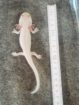 Wunderschöne Axolotl „Harlekin“ (ca. 15 cm) – Bd-negativ getestet