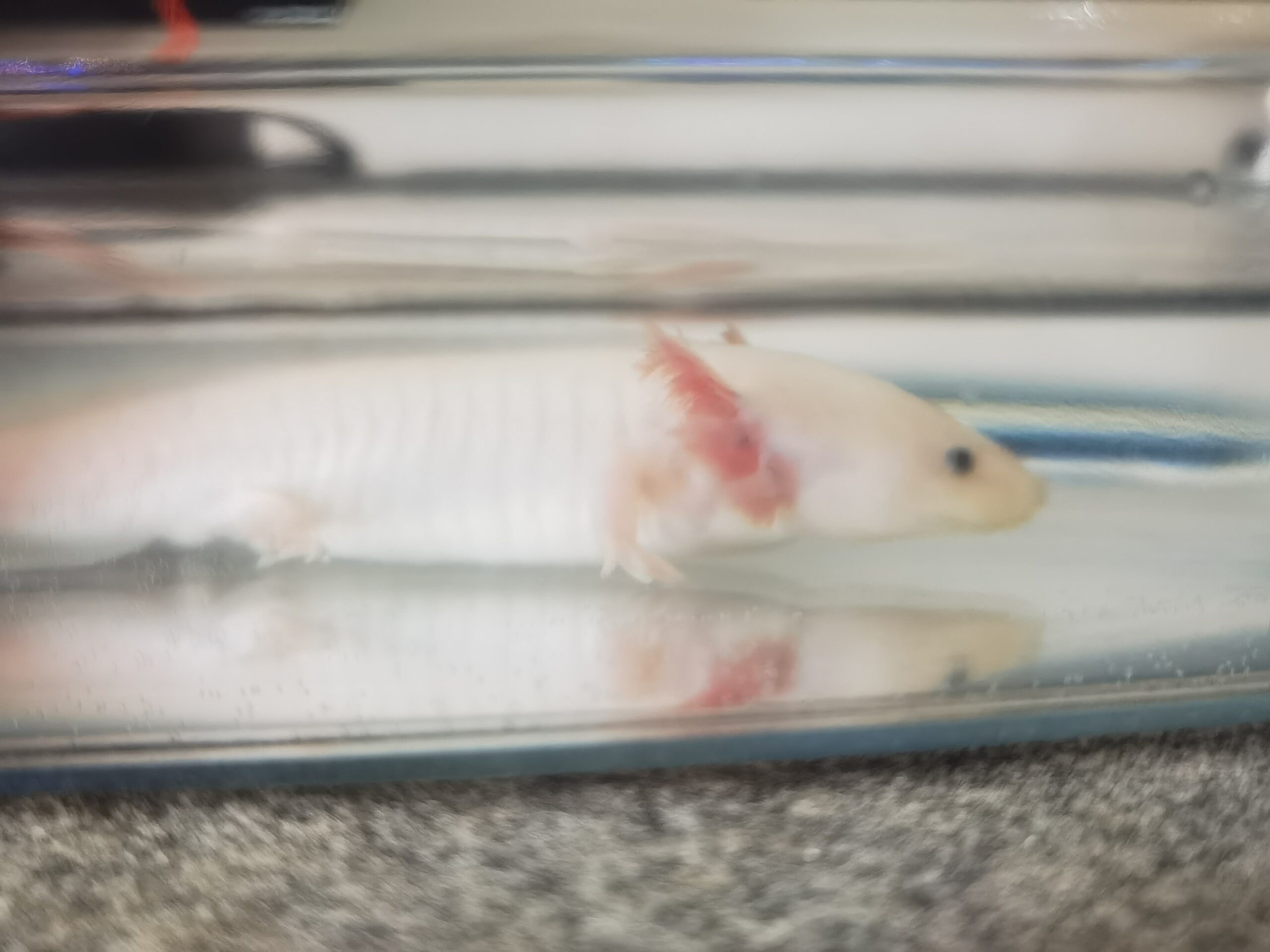 Wunderschöne Axolotl „Harlekin“ (ca. 15 cm) – Bd-negativ getestet