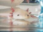 Wunderschöne Axolotl „Harlekin“ (ca. 15 cm) – Bd-negativ getestet