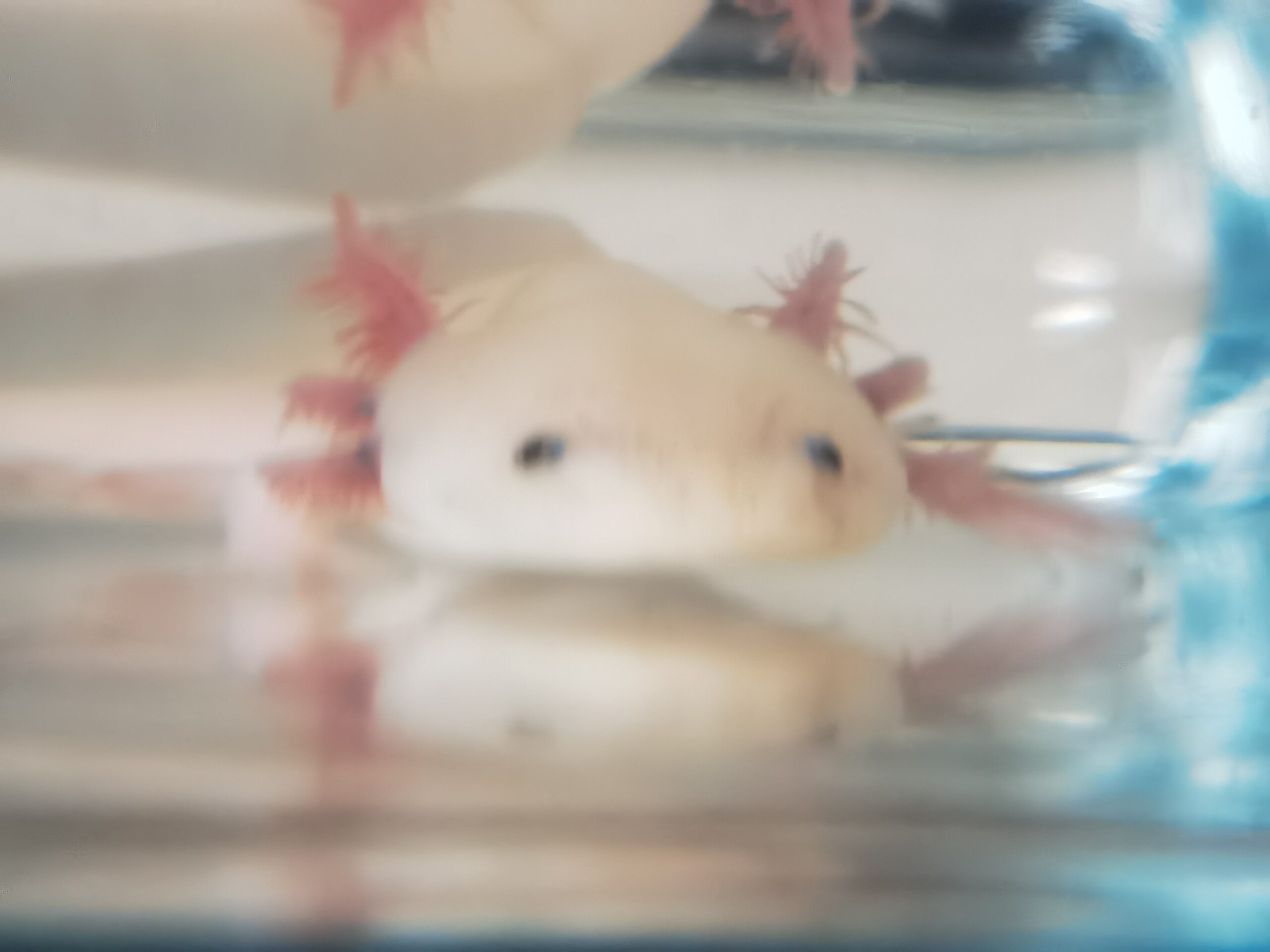 Wunderschöne Axolotl „Harlekin“ (ca. 15 cm) – Bd-negativ getestet