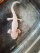 Wunderschöne Axolotl „Harlekin“ (ca. 15 cm) – Bd-negativ getestet