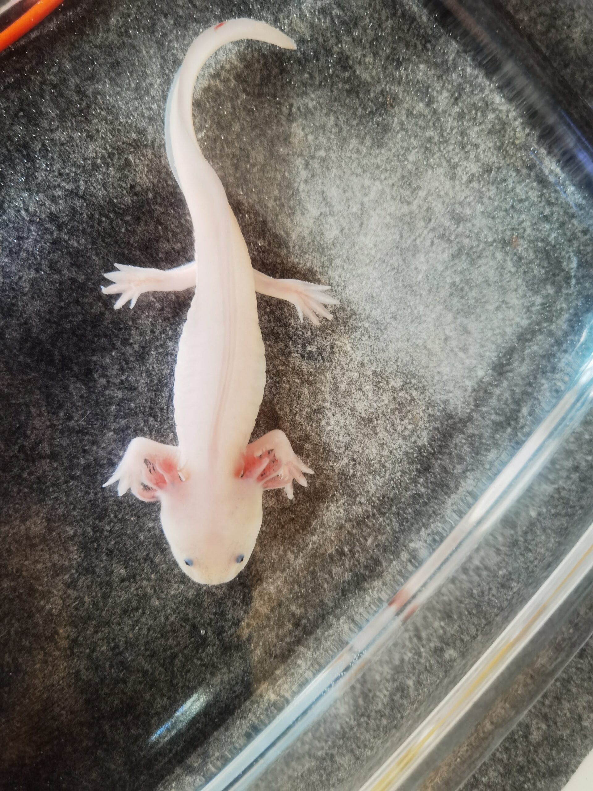 Wunderschöne Axolotl „Harlekin“ (ca. 15 cm) – Bd-negativ getestet