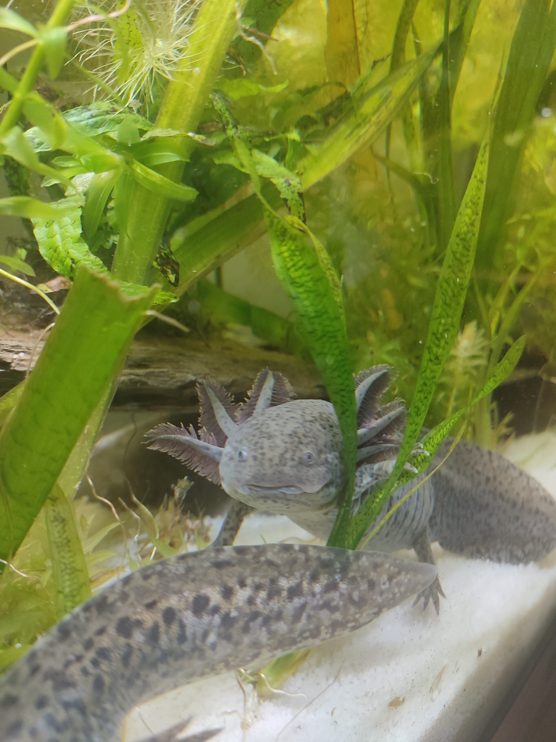 Axolotl Weibchen von Dezember ’25