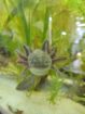Axolotl Weibchen von Dezember ’25