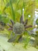 Axolotl Weibchen von Dezember ’25
