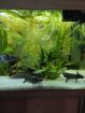 Axolotl Männchen