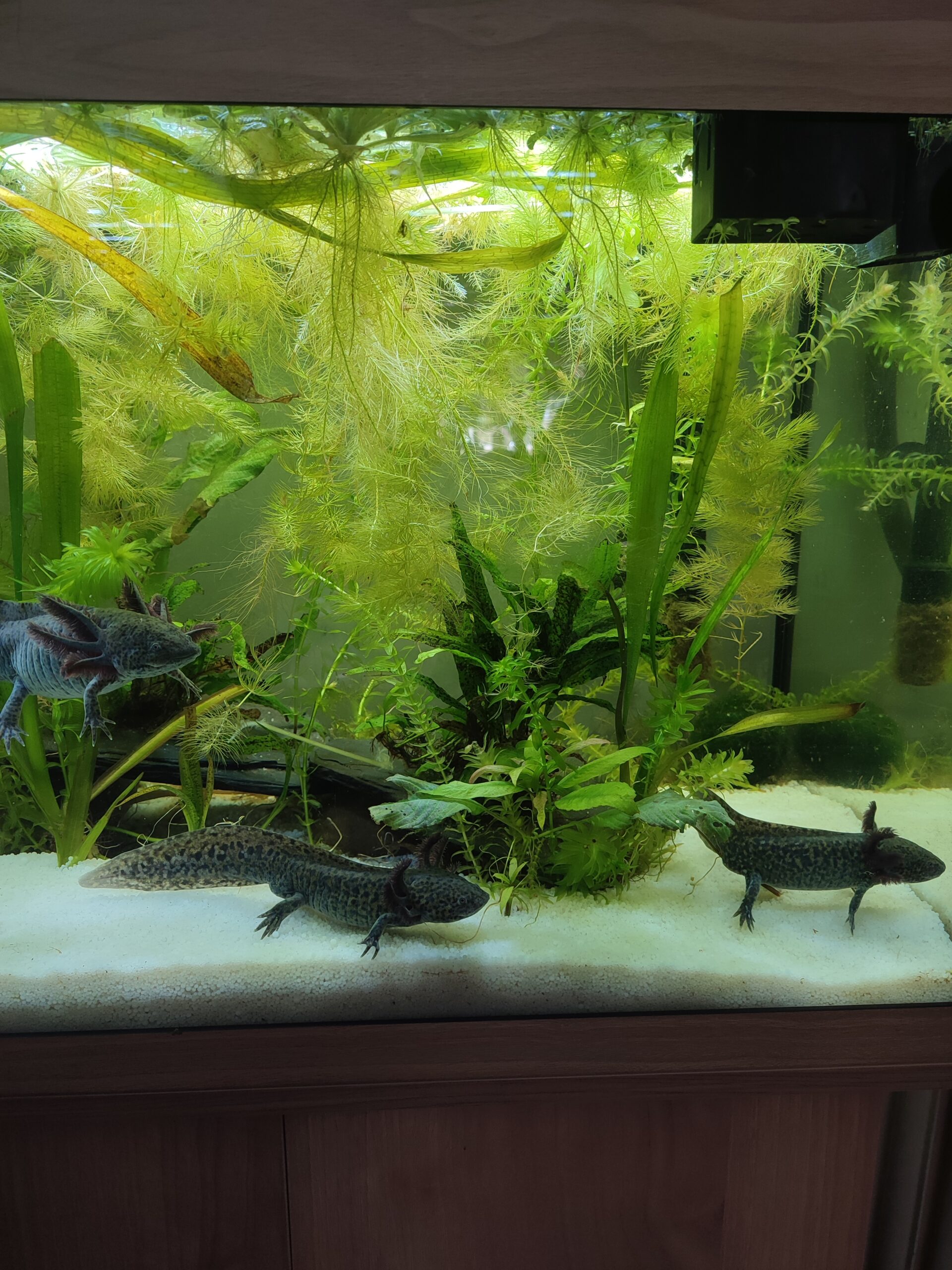 Axolotl Männchen