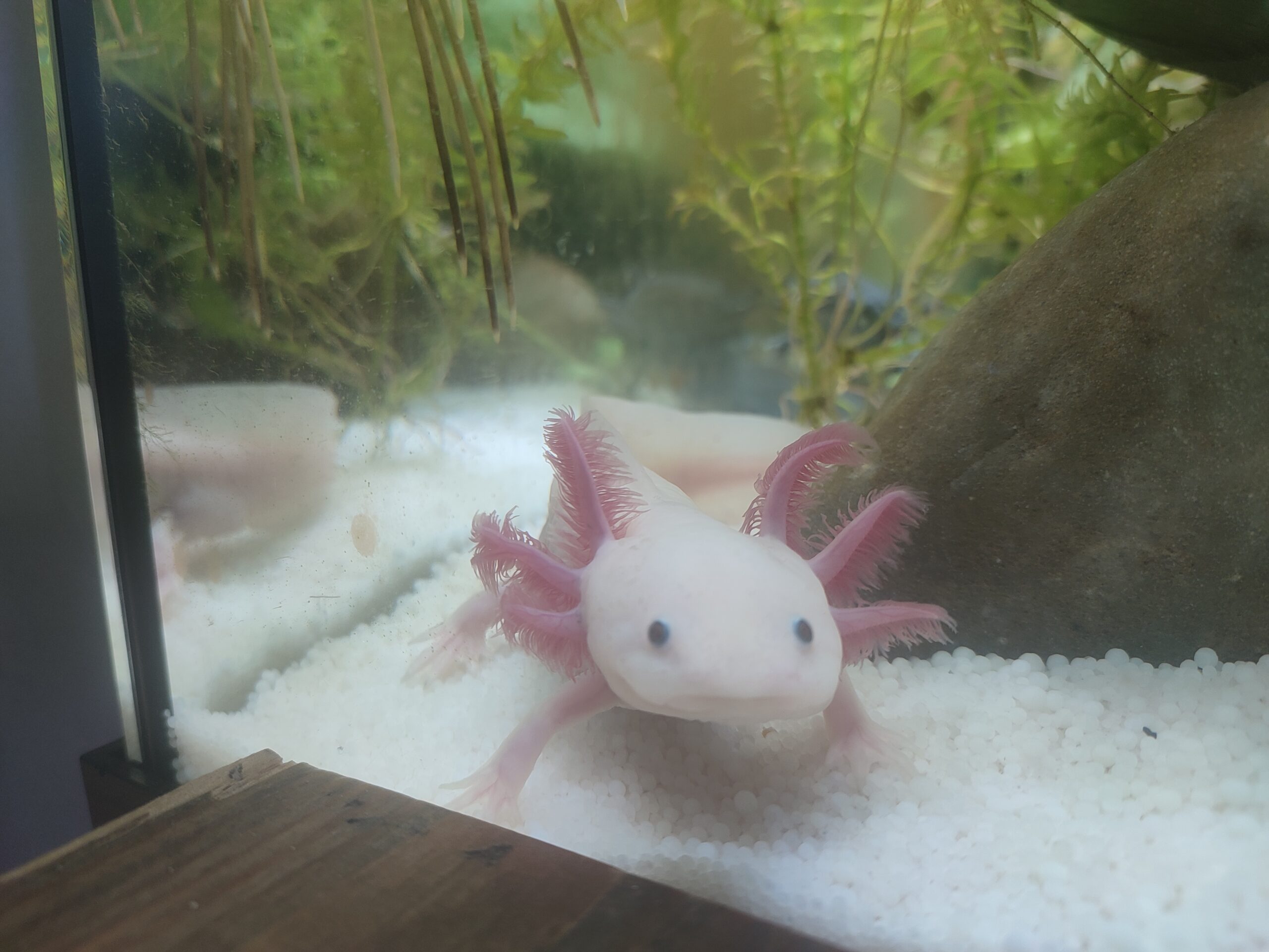 Axolotl Männchen