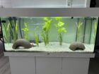 4 Axolotl inkl. Aquarium, Kühler, Pumpe
