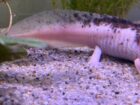 Extrem Harlekin sucht liebevolles artgerechtes Zuhause