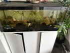 2 tolle Axolotl anzugeben * Zubehör auch zum Verkauf