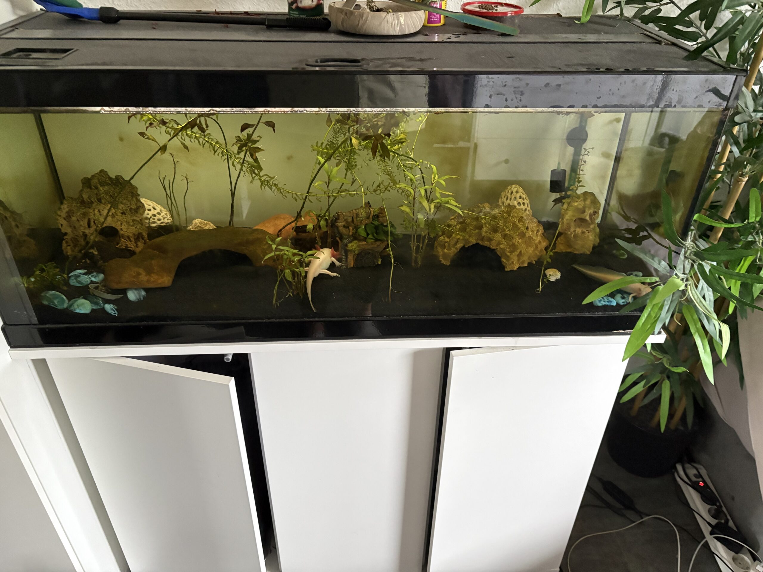 2 tolle Axolotl anzugeben * Zubehör auch zum Verkauf