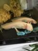 2 tolle Axolotl anzugeben * Zubehör auch zum Verkauf
