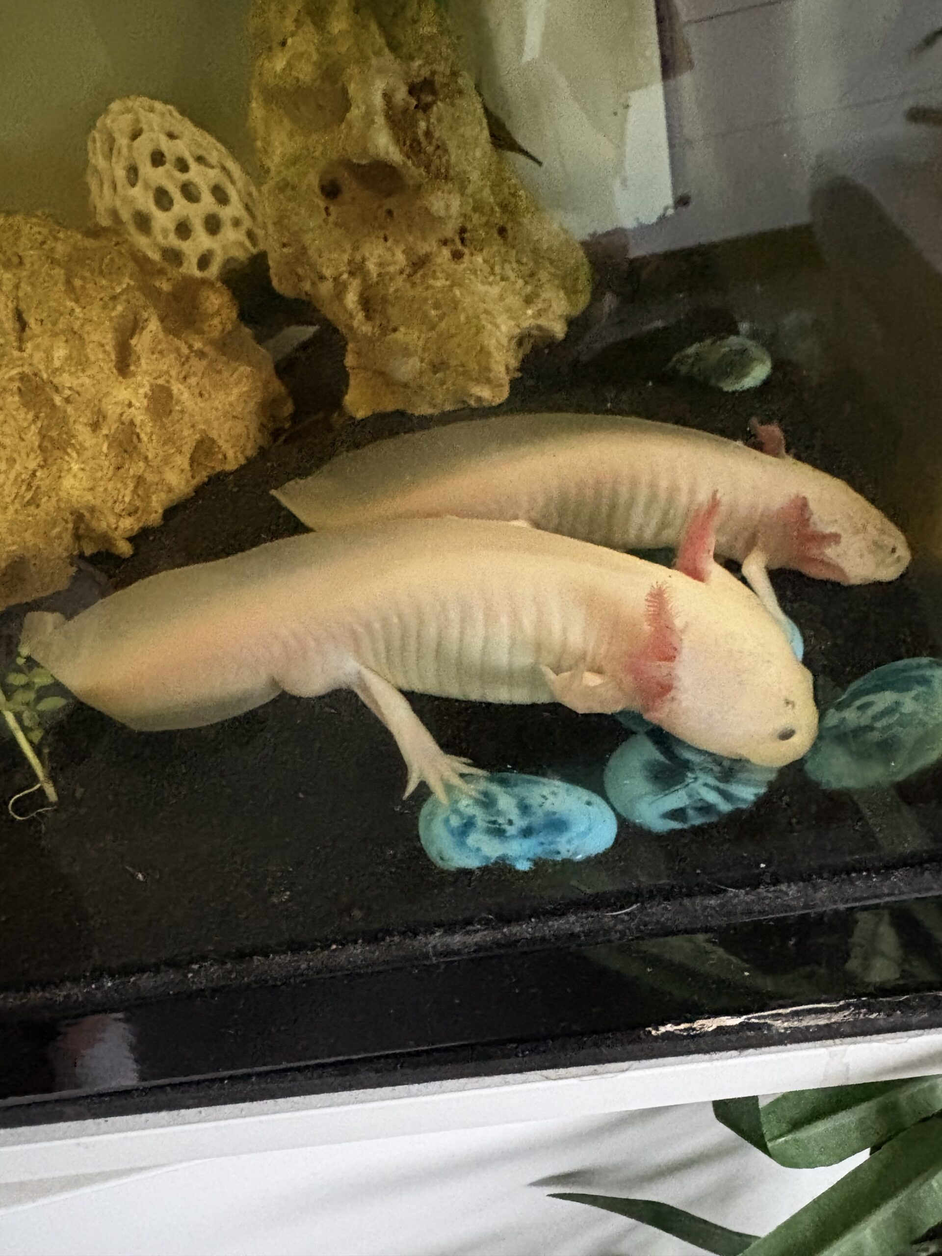 2 tolle Axolotl anzugeben * Zubehör auch zum Verkauf