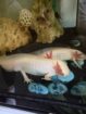 2 tolle Axolotl anzugeben * Zubehör auch zum Verkauf