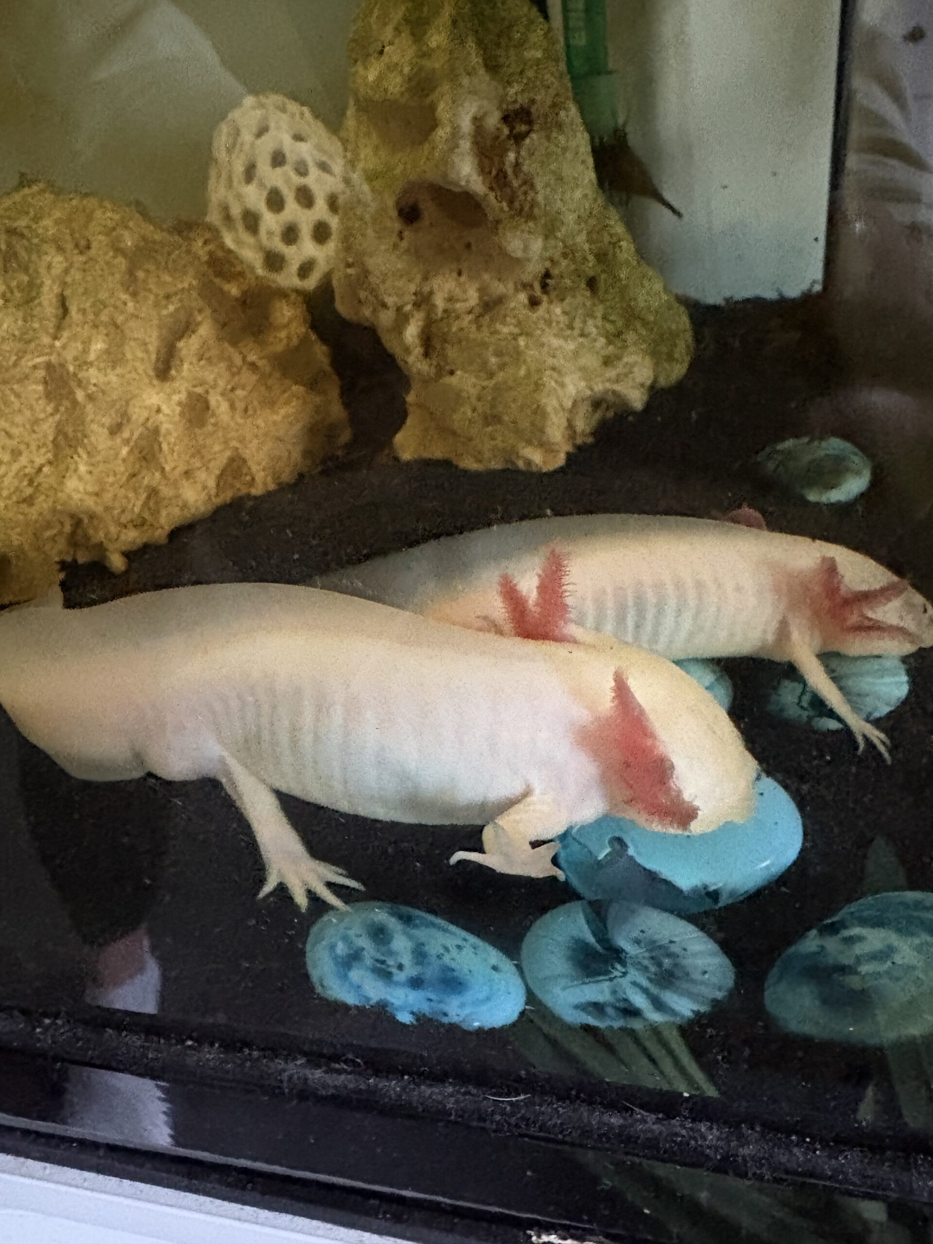 2 tolle Axolotl anzugeben * Zubehör auch zum Verkauf