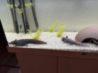 4 Axolotl inkl. Aquarium, Kühler, Pumpe