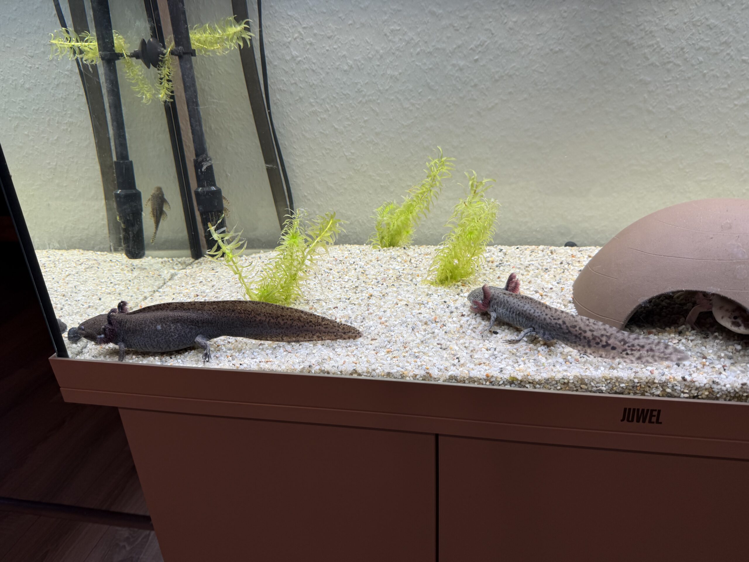 4 Axolotl inkl. Aquarium, Kühler, Pumpe