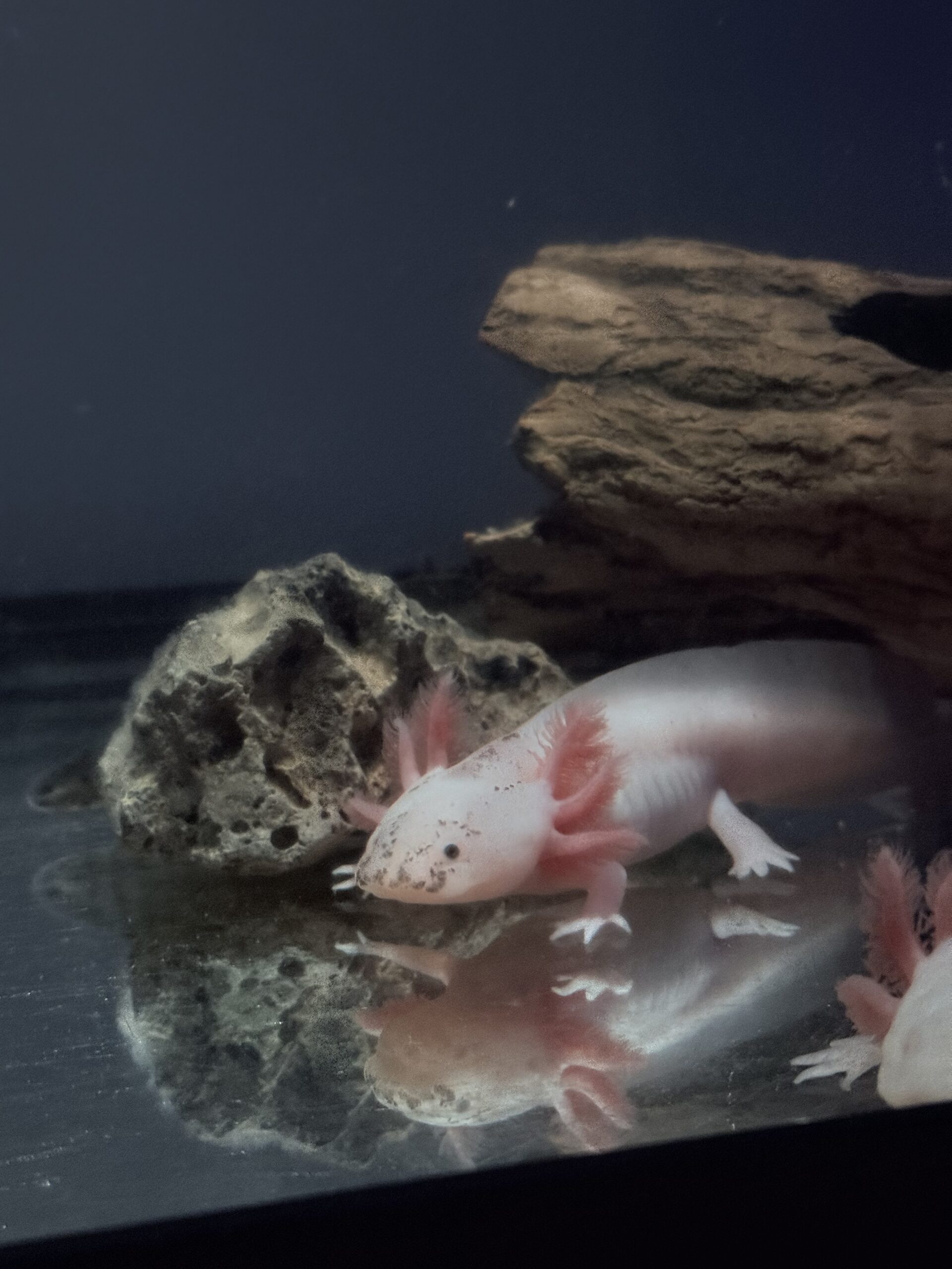 Axolotl