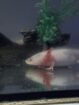Axolotl