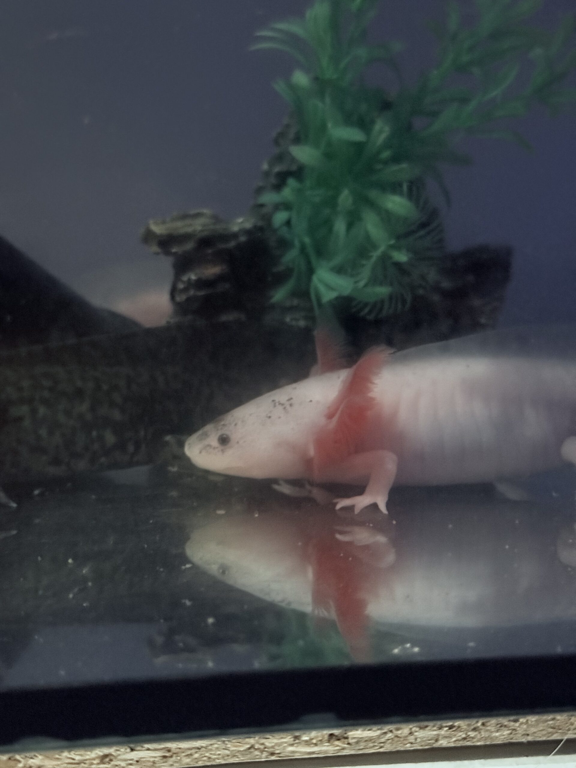 Axolotl