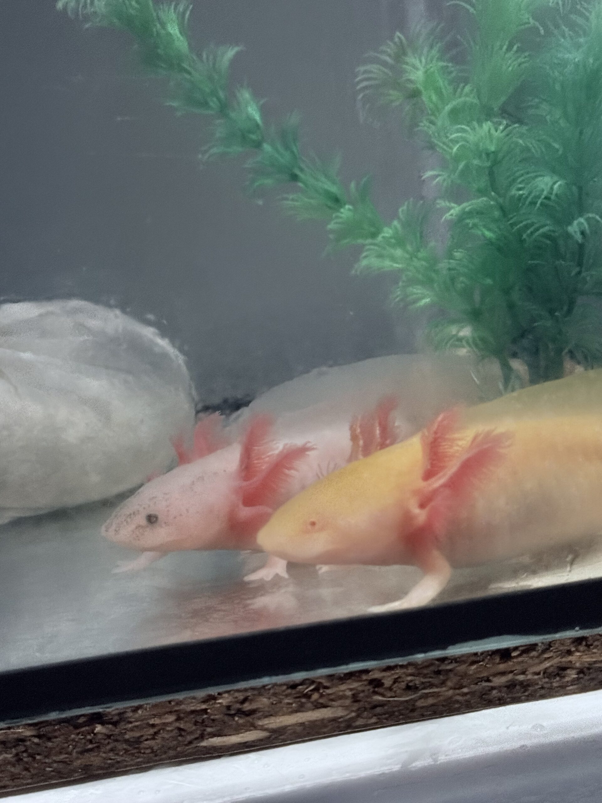 Axolotl