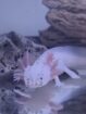Axolotl