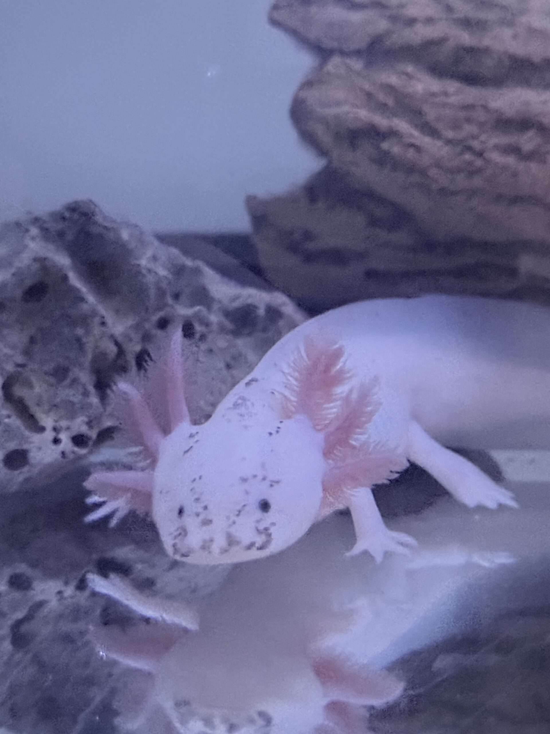 Axolotl