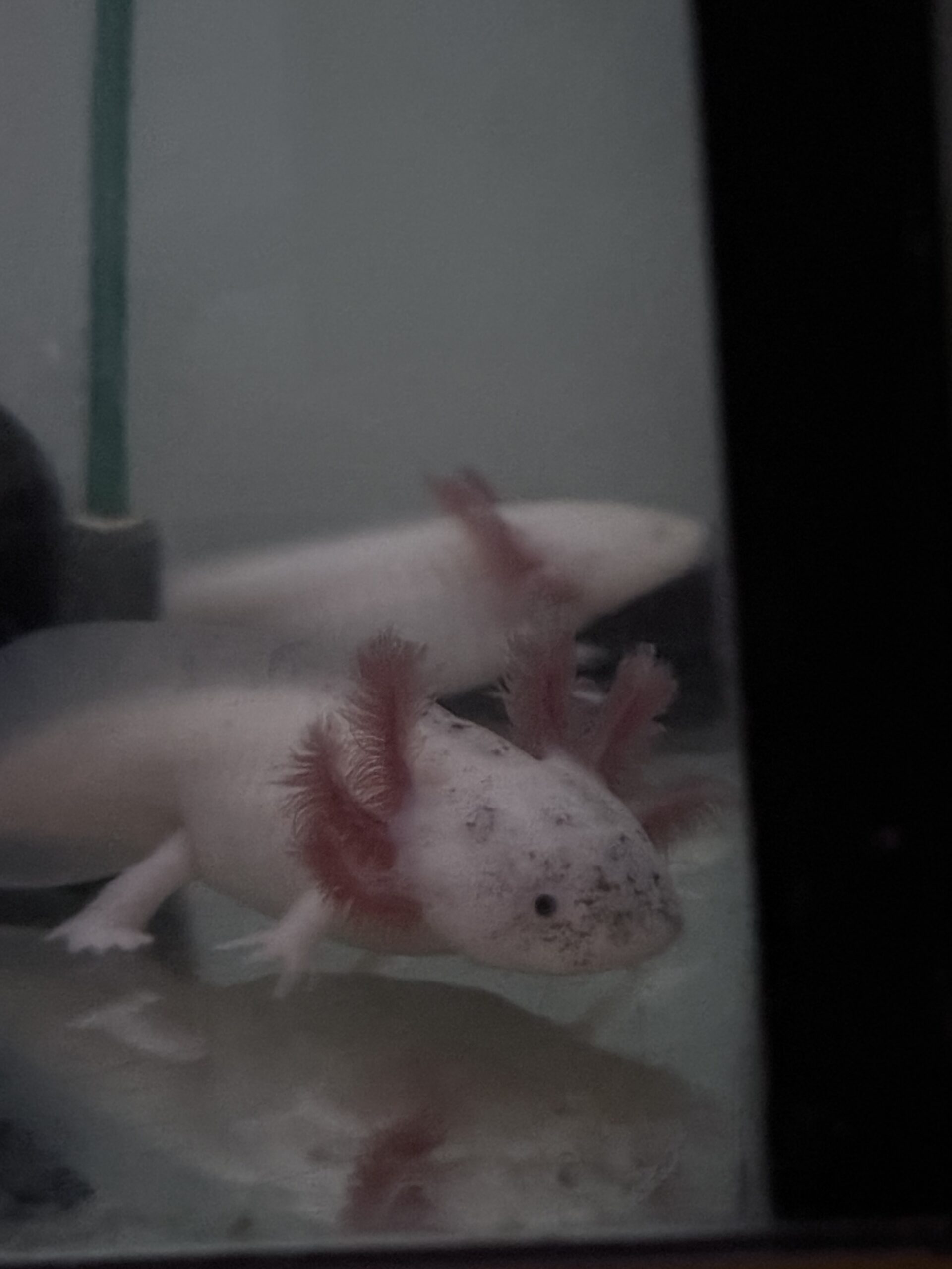 Axolotl