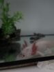 Axolotl
