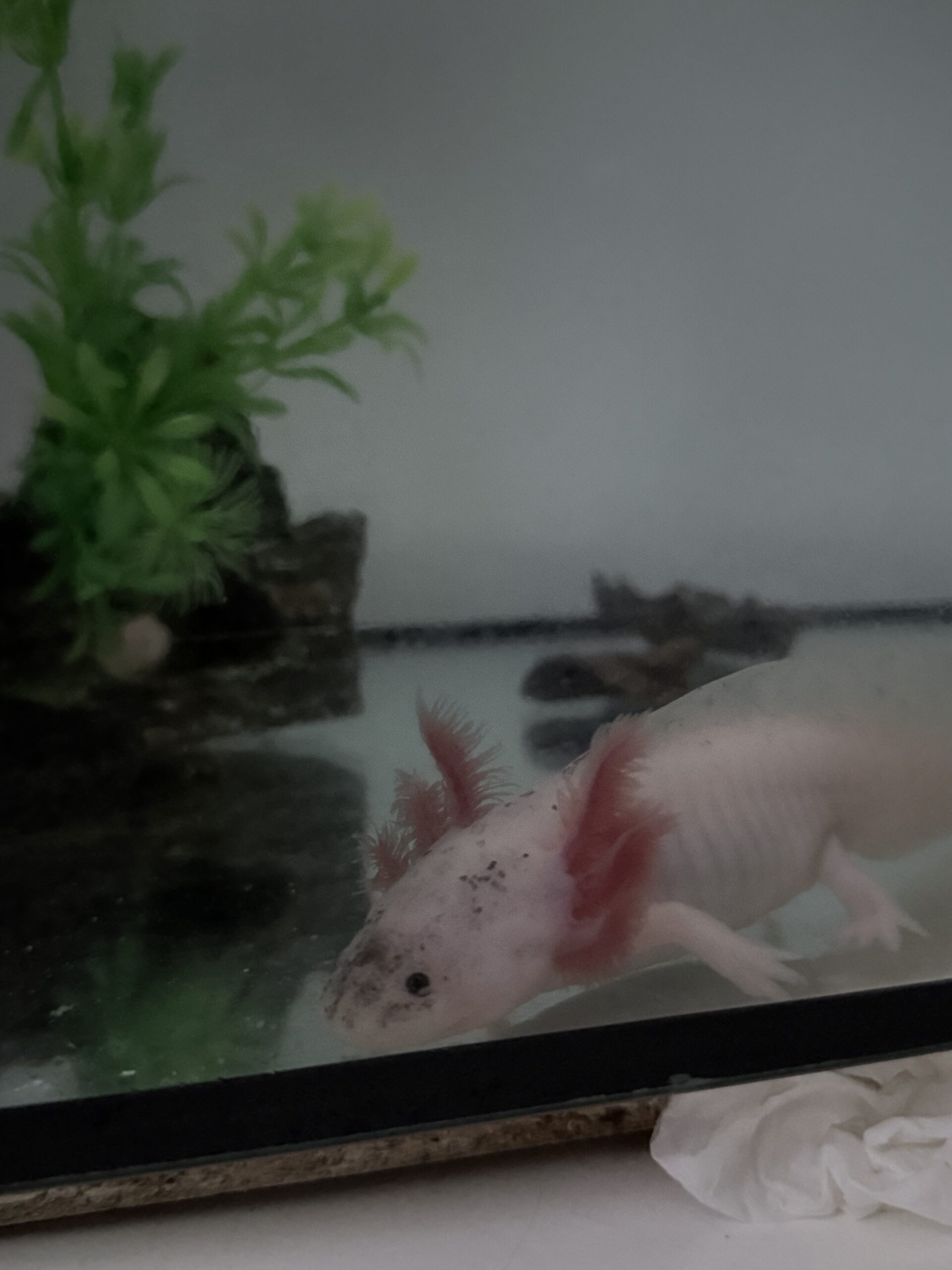 Axolotl