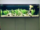 3 Axolotl zu verschenken, ggf. auch Aquarium zu verkaufen