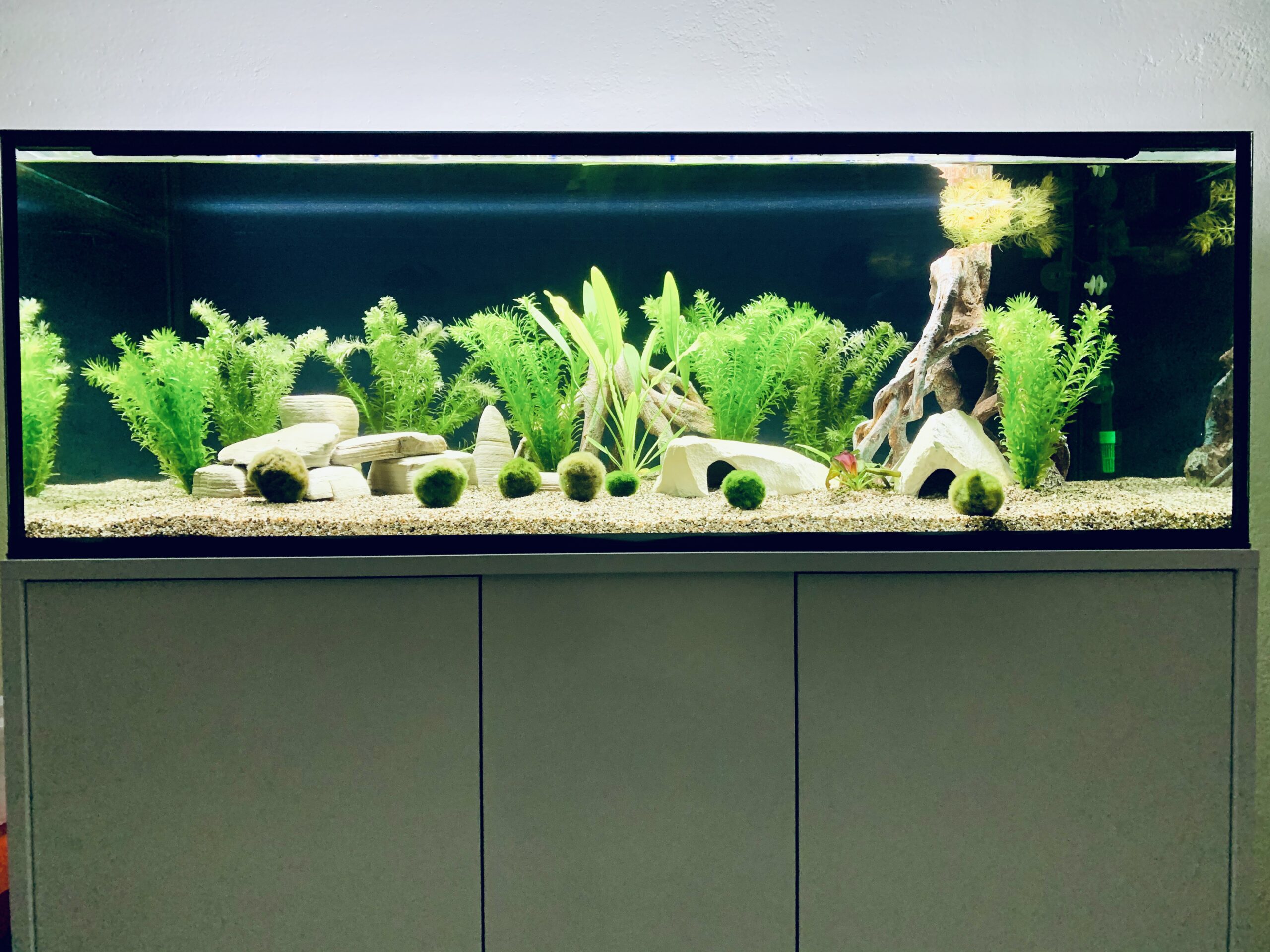 3 Axolotl zu verschenken, ggf. auch Aquarium zu verkaufen