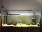 2 Axolotl abzugeben (auf Wunsch mit Komplettset Aquarium, Filterpumpe, Deko, Kühlaggregat)
