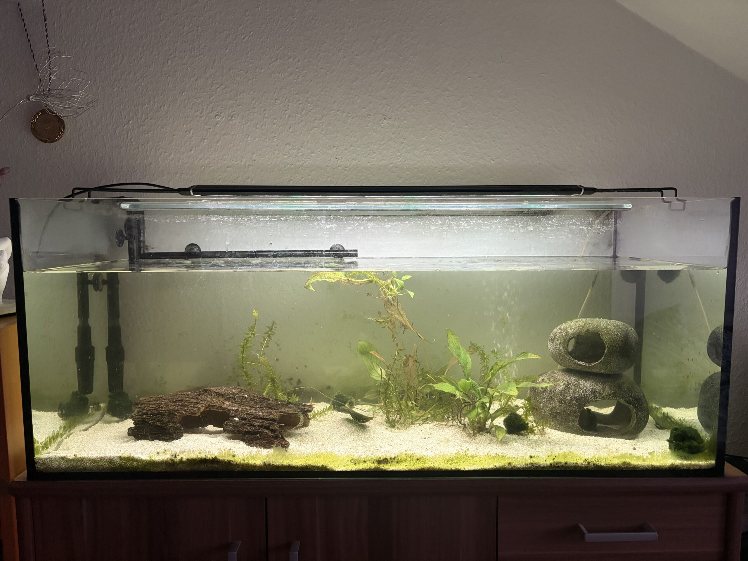 2 Axolotl abzugeben (auf Wunsch mit Komplettset Aquarium, Filterpumpe, Deko, Kühlaggregat)