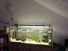 2 Axolotl abzugeben (auf Wunsch mit Komplettset Aquarium, Filterpumpe, Deko, Kühlaggregat)