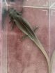 2 Axolotl abzugeben (auf Wunsch mit Komplettset Aquarium, Filterpumpe, Deko, Kühlaggregat)