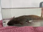 2 Axolotl abzugeben (auf Wunsch mit Komplettset Aquarium, Filterpumpe, Deko, Kühlaggregat)