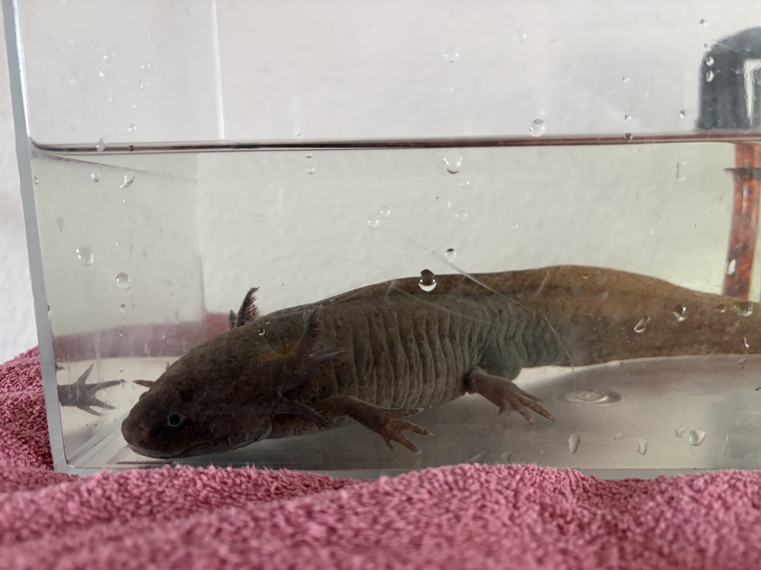 2 Axolotl abzugeben (auf Wunsch mit Komplettset Aquarium, Filterpumpe, Deko, Kühlaggregat)