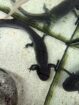 2 Axolotl abzugeben (auf Wunsch mit Komplettset Aquarium, Filterpumpe, Deko, Kühlaggregat)