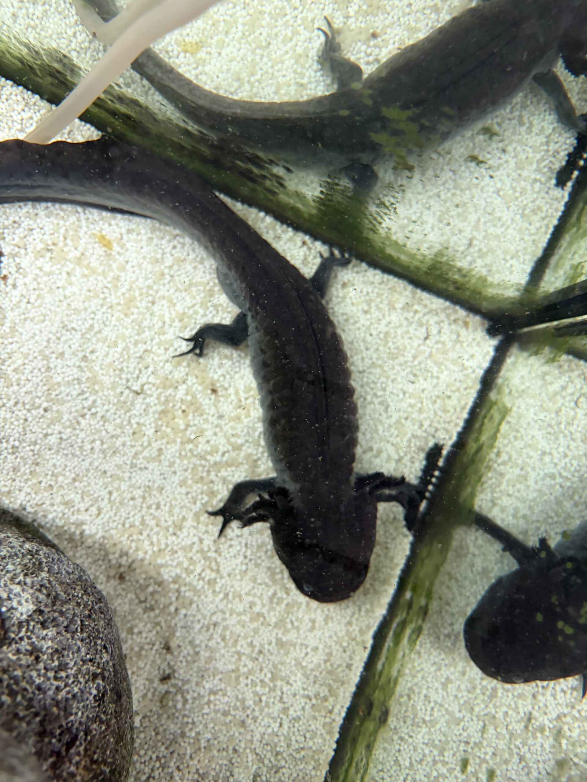 2 Axolotl abzugeben (auf Wunsch mit Komplettset Aquarium, Filterpumpe, Deko, Kühlaggregat)