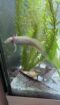 8 Axolotl suchen ein neues Zuhause