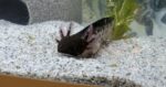 8 Axolotl suchen ein neues Zuhause